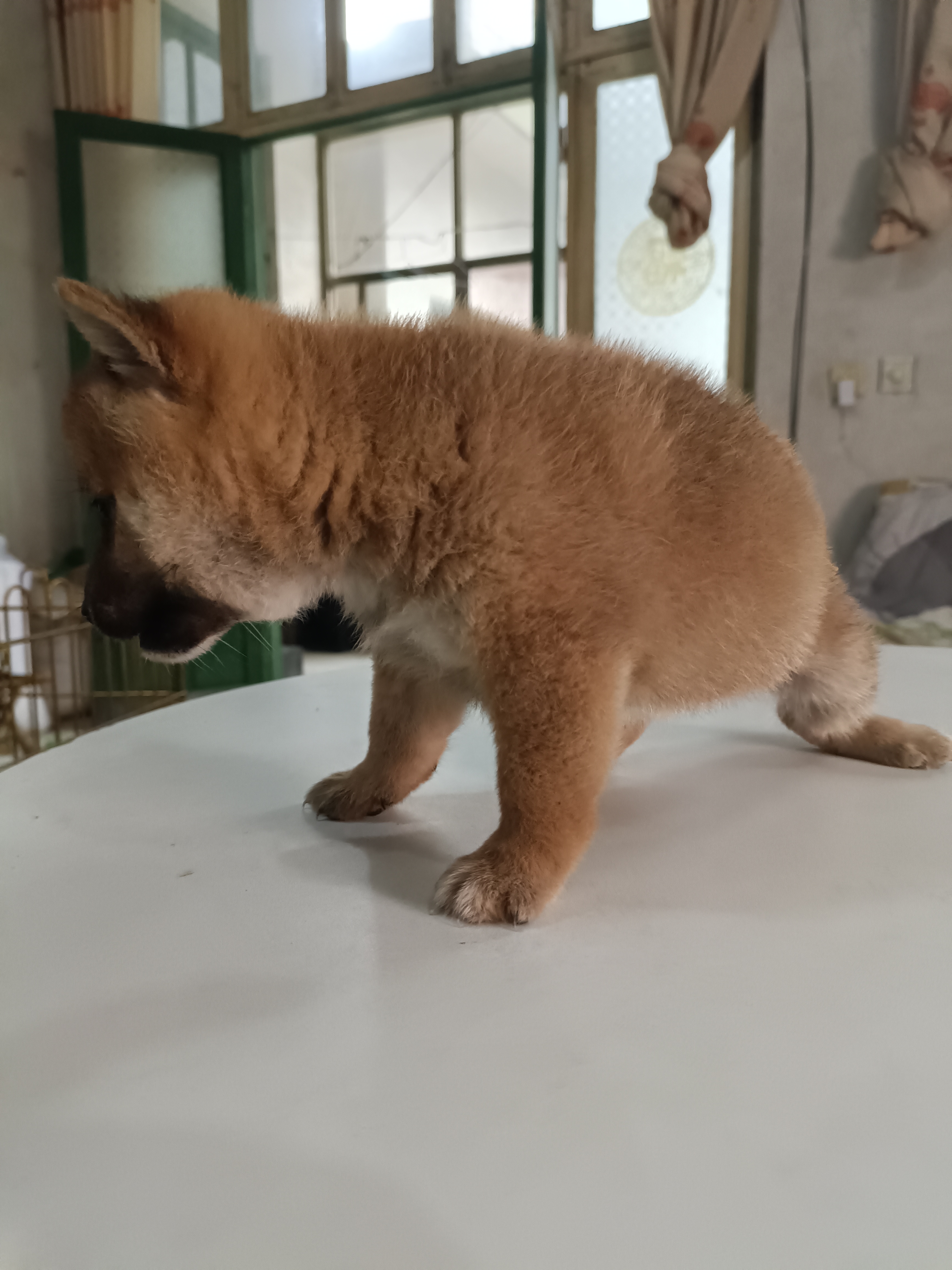柴犬